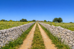 Sicile Rurale : paysages ruraux siciliens avec oliveraies et champs typiques pour un séjour authentique