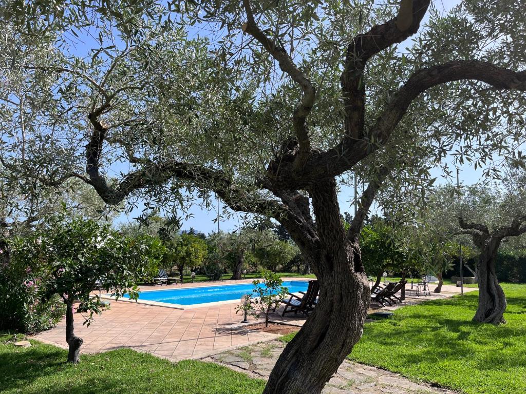 Jardin verdoyant entre orangers et oliviers à Fontanasalsa.